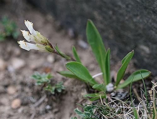 Chionophila jamesii_Scrophulariaceae_Snowlover_3.jpg