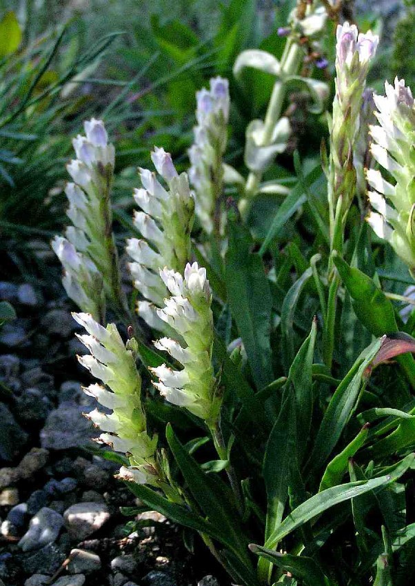 Chionophila jamesii0908Jr3.jpg