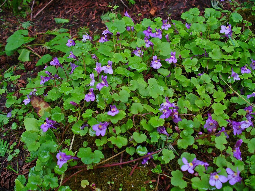 Cymbalaria_muralis_001.jpg