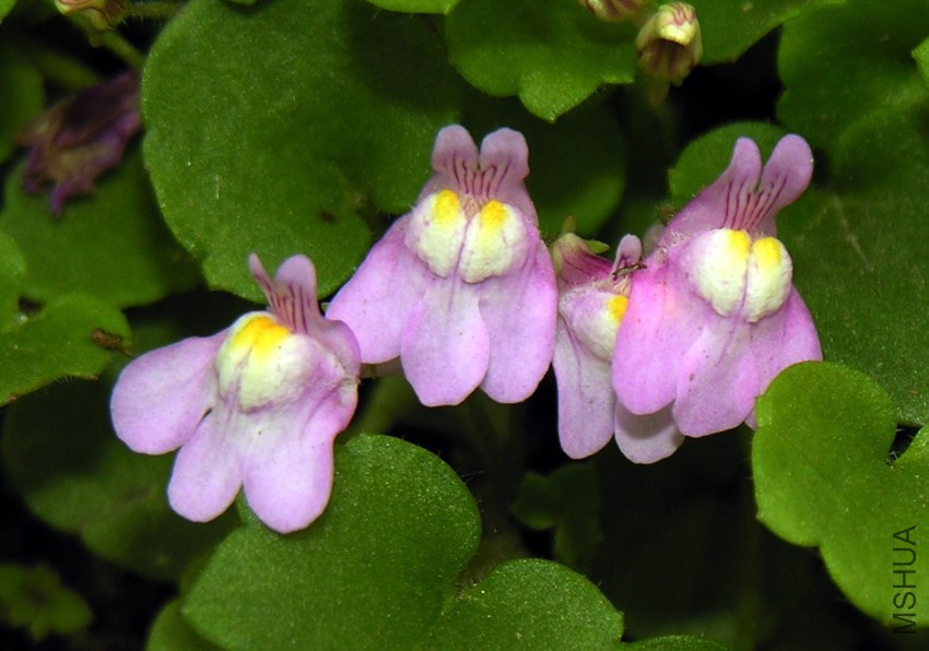 Cymbalaria_muralis_ziedai.jpg