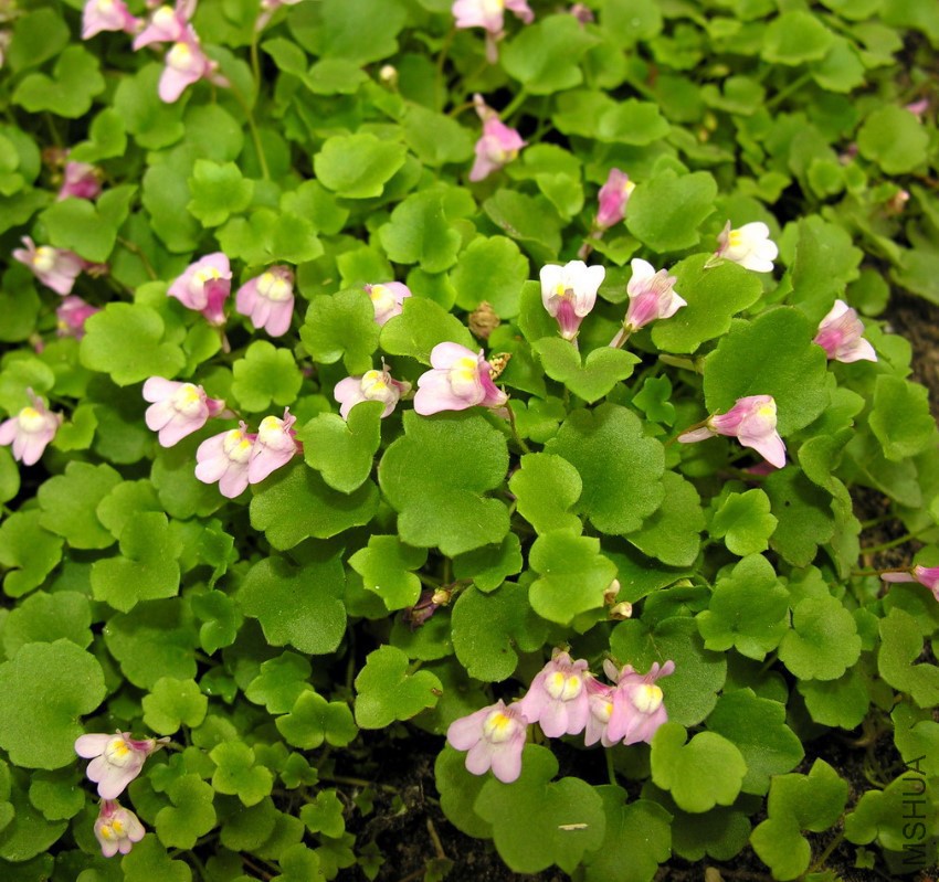 Cymbalaria_muralis1_resize.jpg