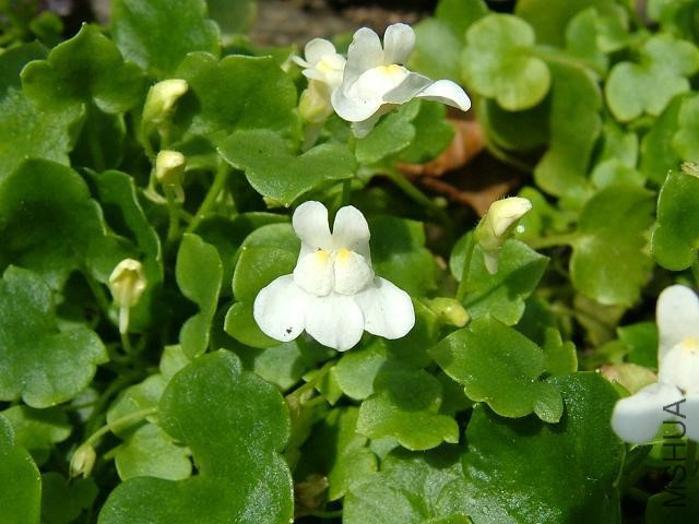 cymbalaria_pallida_italian_toadflax_flower_white_24-07-07.jpg