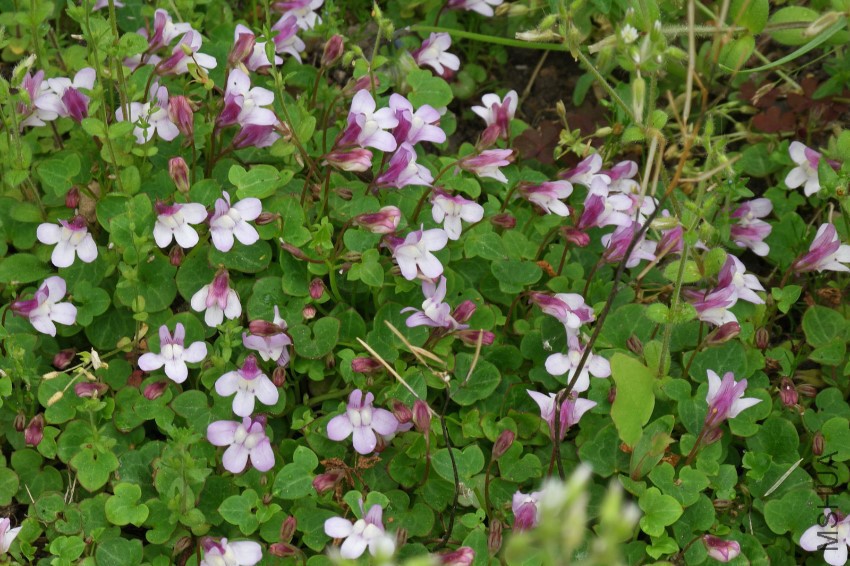 Cymbalaria-hepaticifolia-1.jpg