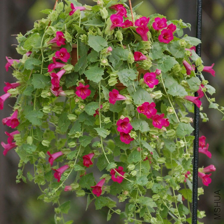 Lofos Compact rose-copy.jpg