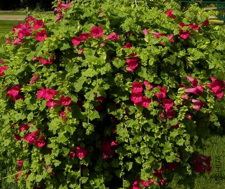 lophospermum lofos compact rose suntory-sm941.jpg