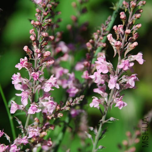 LINARIA PURPURES CANON WENT.jpg