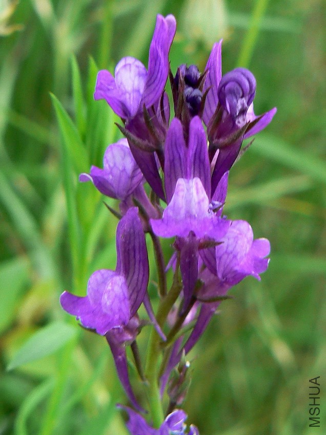Linaria_pelisseriana_002.jpg