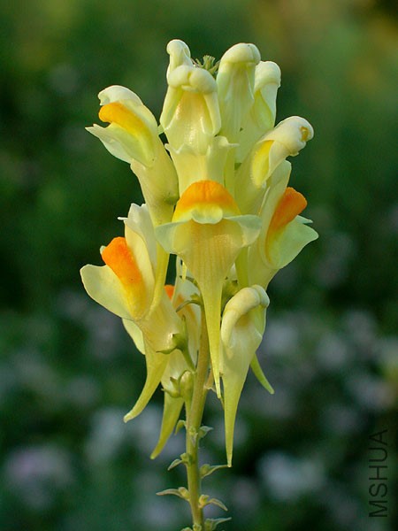 linaria_vulgaris.jpg