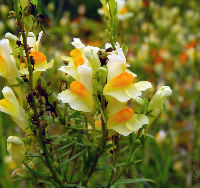 linaria-vulgaris-fl-ahaines-a.jpg