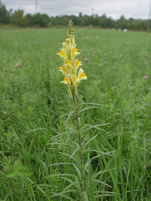 linaria-vulgaris-ha-dcameron-a.jpg