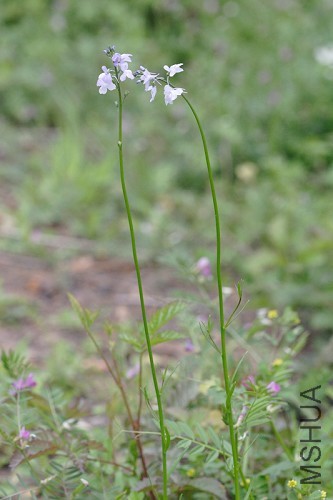 Nuttallanthus_canadensis_714_500.jpg