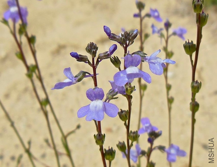 Nuttallanthus canadensis-2.jpg