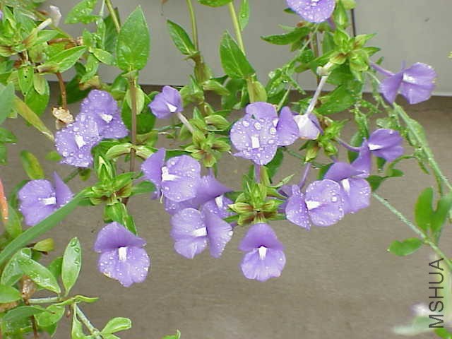 Galvezia_speciosa4.jpg