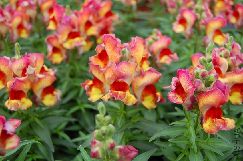 Antirrhinum.jpg