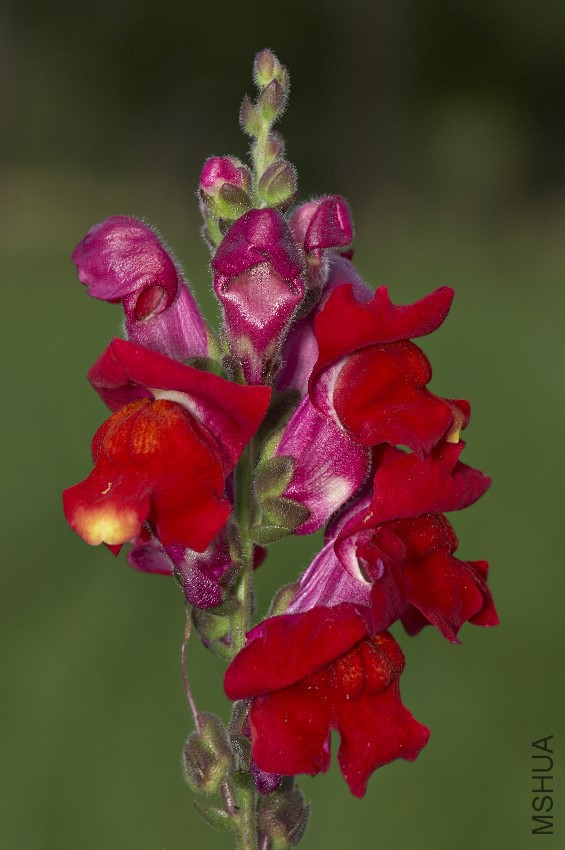 Antirrhinum_majus_closeup_MichaD.jpg