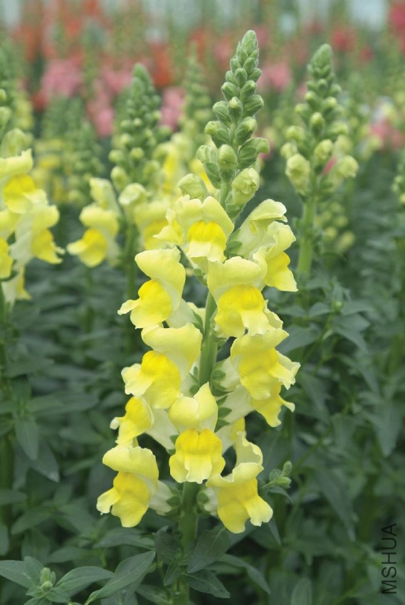 antirrhinum_majus_potomac_yellow.jpg