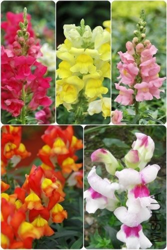 Antirrhinum-majus-mix-colors.jpg