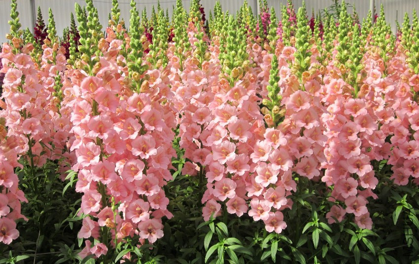 Antirrhinum-majus-Trumpet-Pink-�C-photo-PanAmerican-Seed-2.jpg