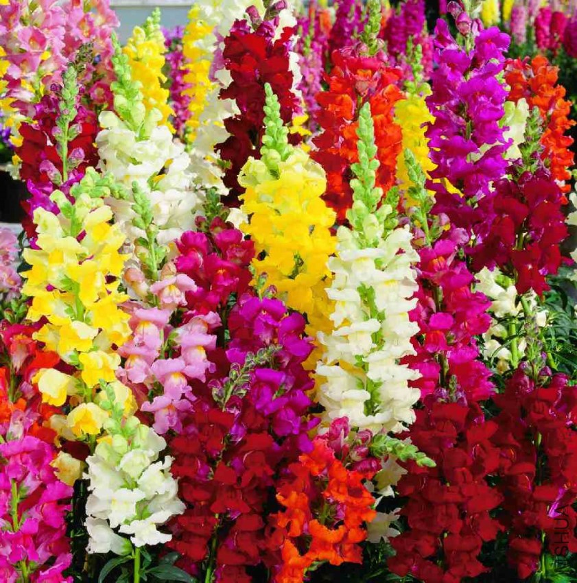 snapdragons 003.jpg