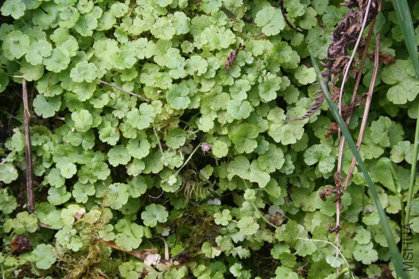 Sibthorpia europaea (15).JPG