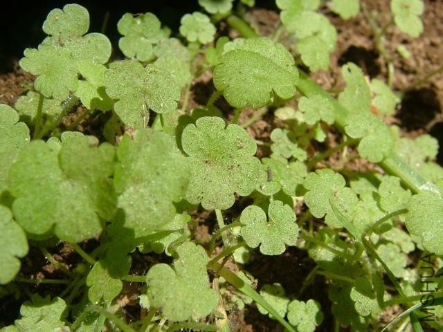 sibthorpia_europaea_cornish_moneywort_plant_22-06-05.jpg