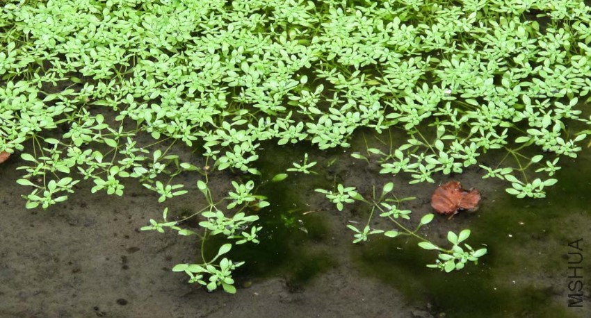 Callitriche palustris Toul Remparts 5-10-11 018.jpg