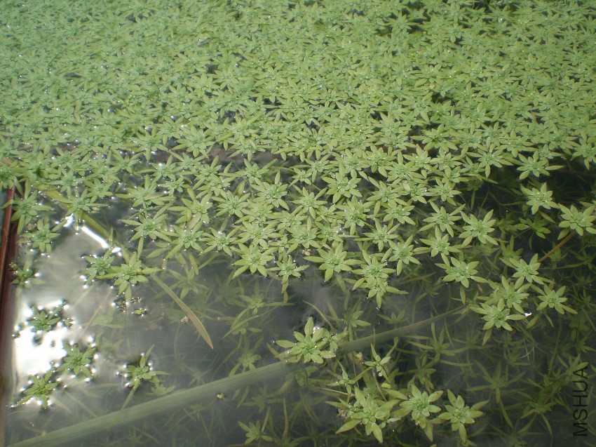 Callitriche_cophocarpa.jpg