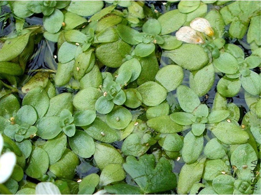 Water-Starwort, Common (Callitriche stagnalis)  the 'Wash Pit' behind .jpg