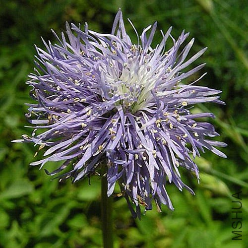 GLOBULARIA TRICHOSANTHA.jpg