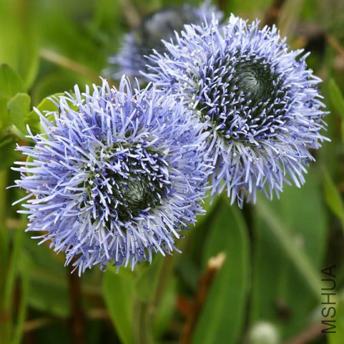 GLOBULARIA_PUNCTATA.jpg