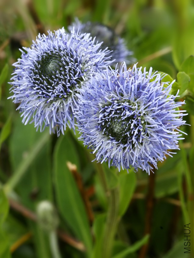 Globularia_punctata_(flowers).jpg