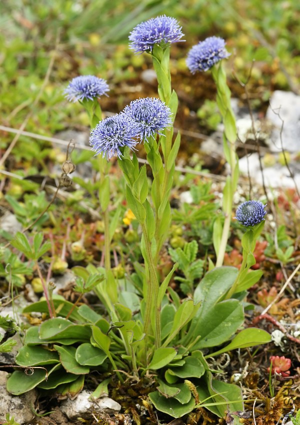 Globularia_punctata_(habitus).jpg