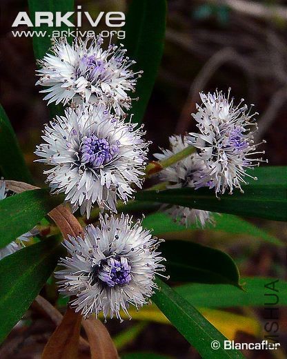 globularia-ascanii.jpg