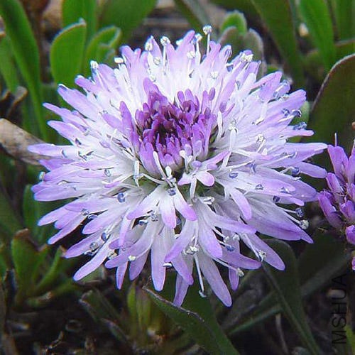 GLOBULARIA-CORDIFOLIA-1.jpg