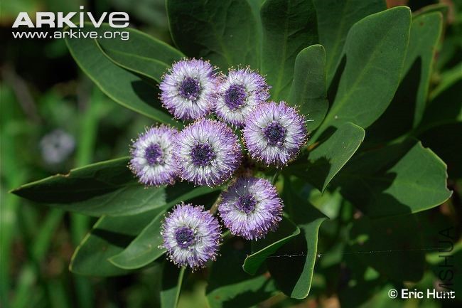 globularia-sarcophylla-in-flower.jpg