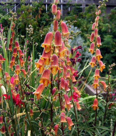 digitalis_obscura_2015.jpg