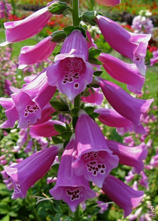 digitalis-flower.jpg