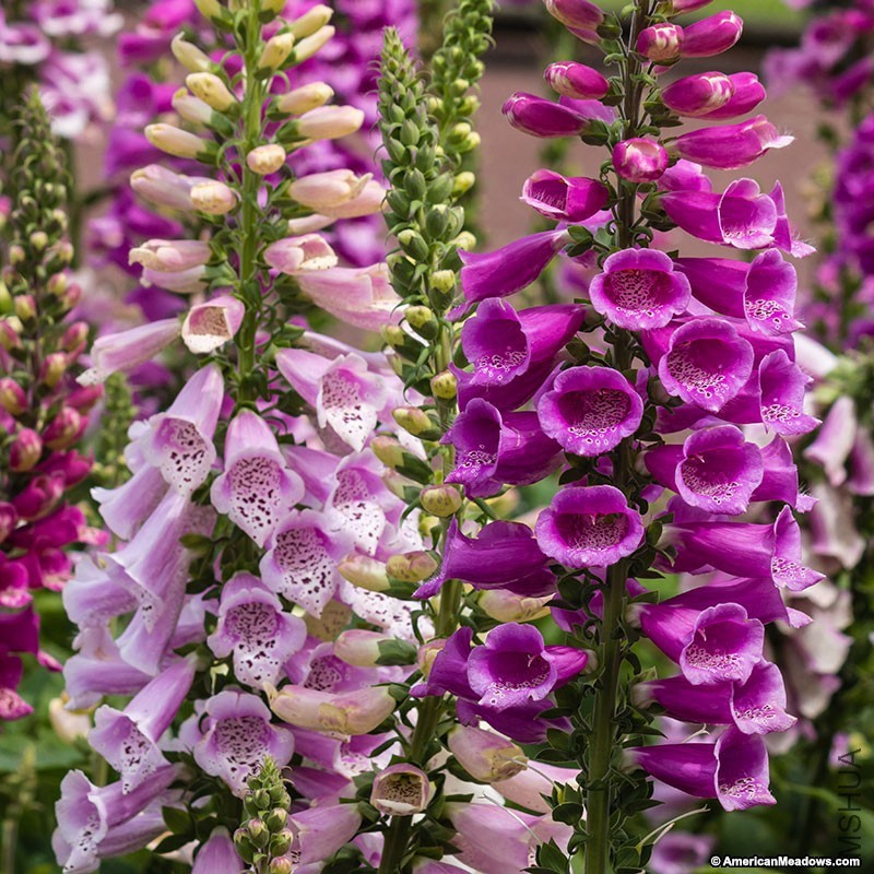 digitalis-mix.jpg
