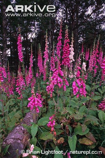 Foxglove-plants-in-flower.jpg