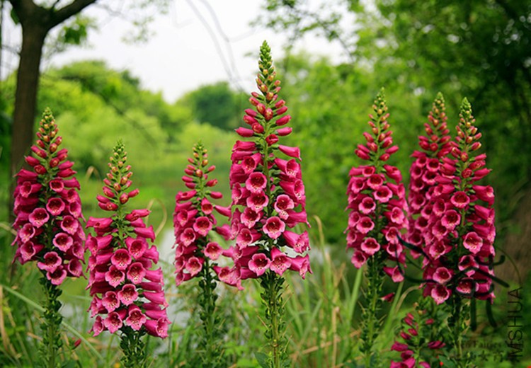 Herbaceous-Perennial-Digitalis-Purpurea-Seeds-800pcs-Flowering-Plant-Common-Foxg.jpg