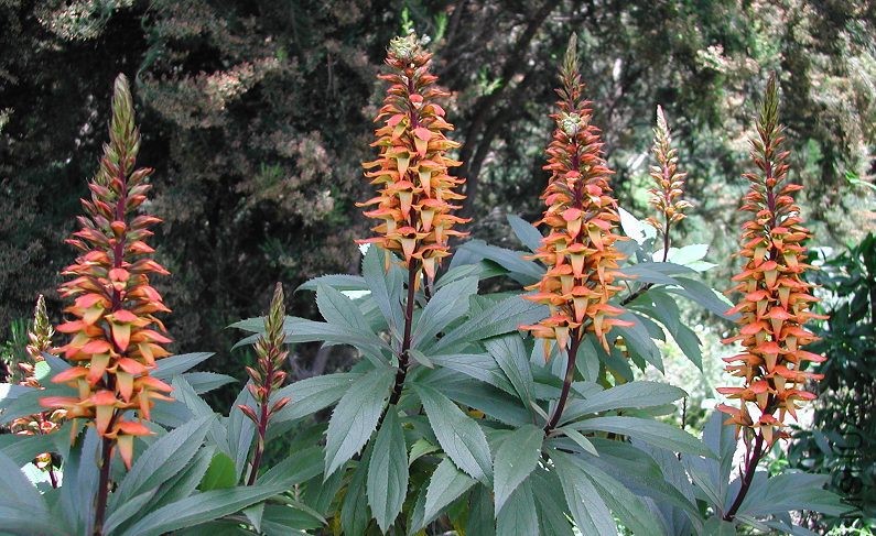 Isoplexis_canariensis_0329.jpg