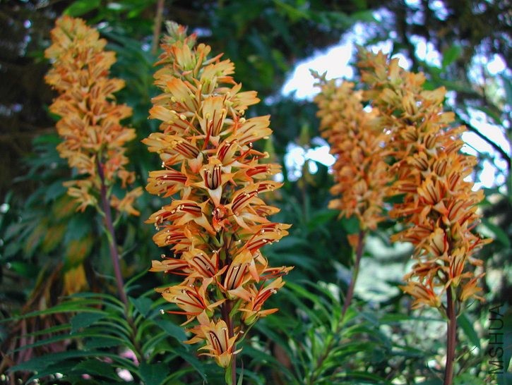 Isoplexis_canariensis_Canary_Island_Foxglove_9846.jpg