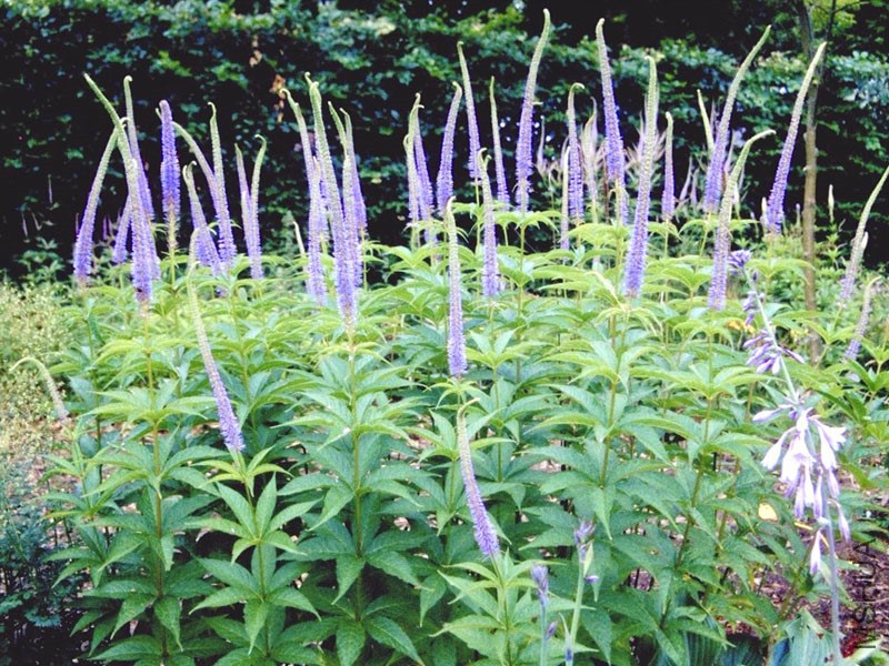 veronicastrum_sibiricum.jpg