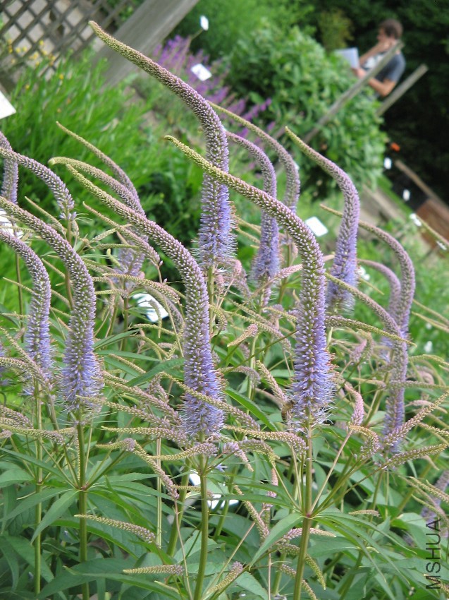 Veronicastrum_virginicum02.jpg