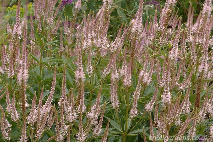 Veronicastrum-Pink-Glow4404.jpg
