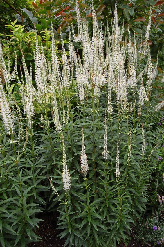 veronicastrum-virginicum-album-e1311761179833.jpg