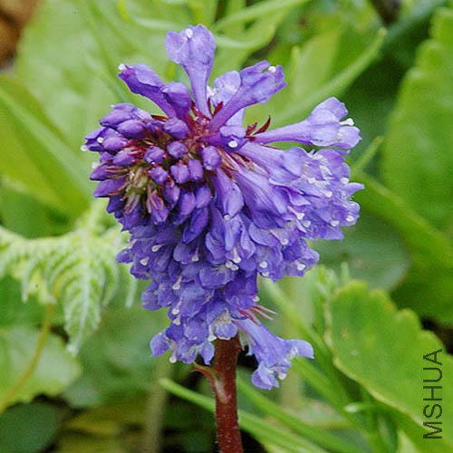 WULFENIA_CARINTHIACA.jpg