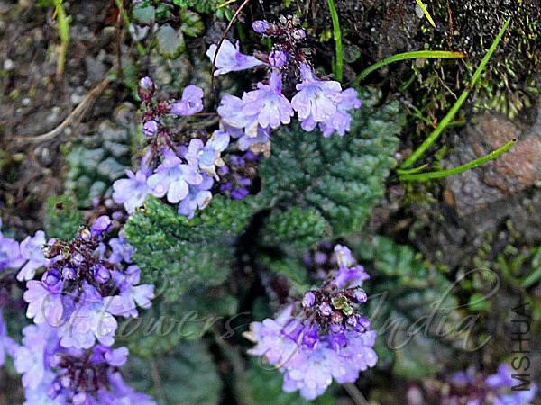 Himalayan Kashmiria.jpg