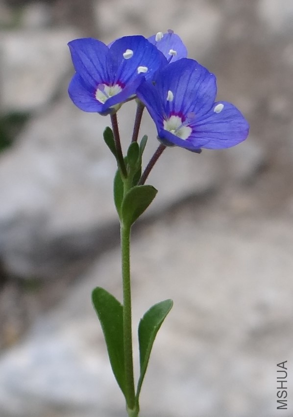 Veronica_fruticans_T69.jpg