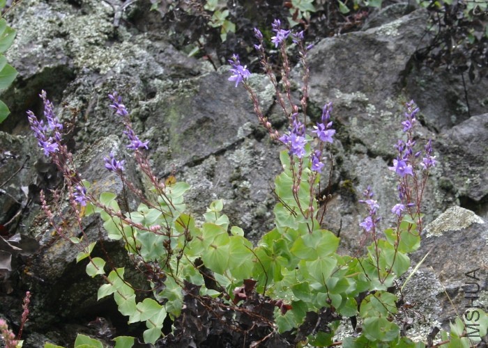 Tumut 1 dam RF Derwentia perfoliata6.jpg